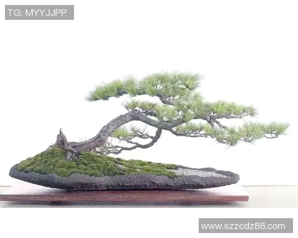 乒乓球技术与战略解析：从基础训练到职业比赛的全面指南