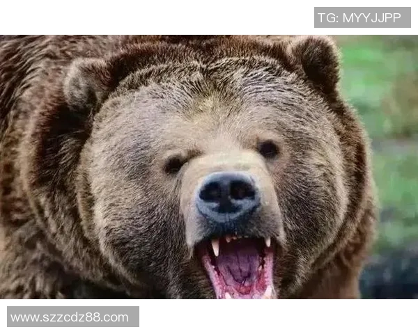 灰熊栖息地的生态保护与人类活动的平衡探索